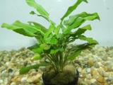 Akváriumi növények - Armoracia aquatica